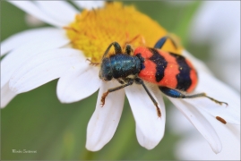 <p>PESTROKOROVEČNÍK VČELOVÝ (Trichodes apiarius) --- /Gemeiner Bienenkäfer/</p>
